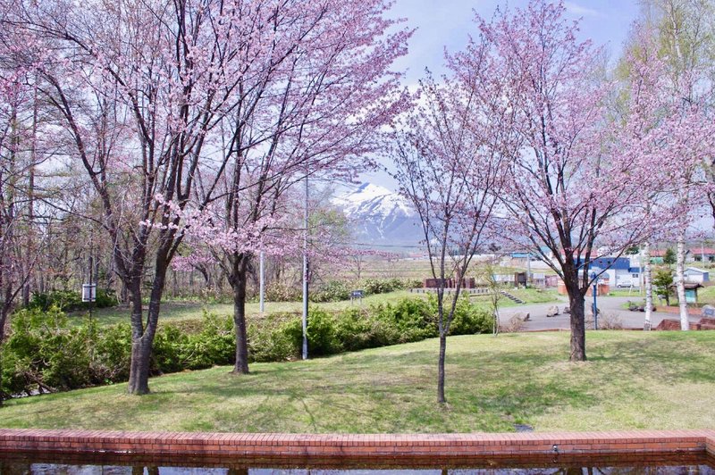 ５月の有島記念館の蝦夷山桜と羊蹄山