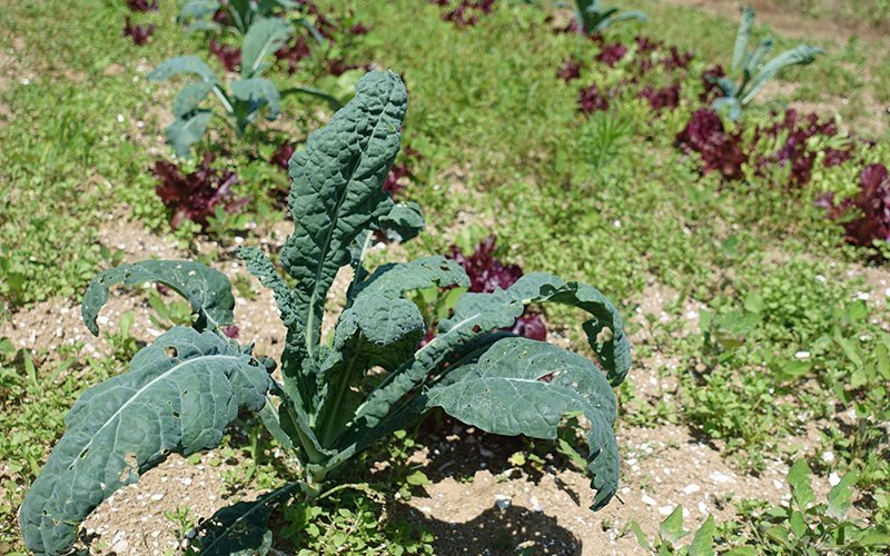 fresh kale plant niseko green farm 