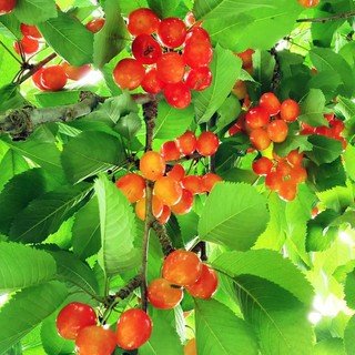 Fruit Picking at Yoichi Yamamoto Orchard
