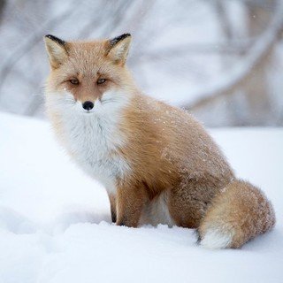 Niseko Photography Workshops for all ability levels